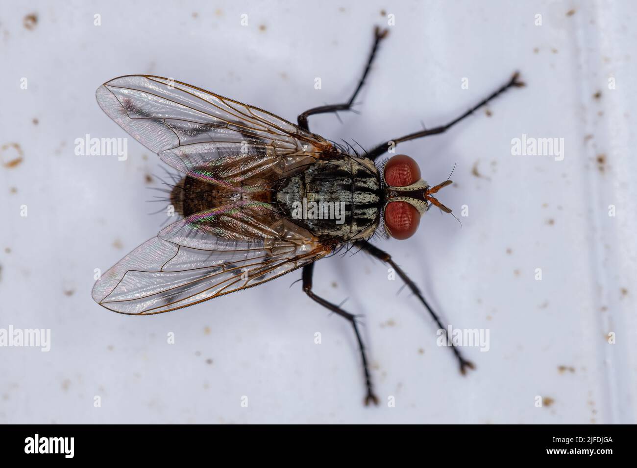 Adult Bristle Fly of the Family Tachinidae Stock Photo - Alamy