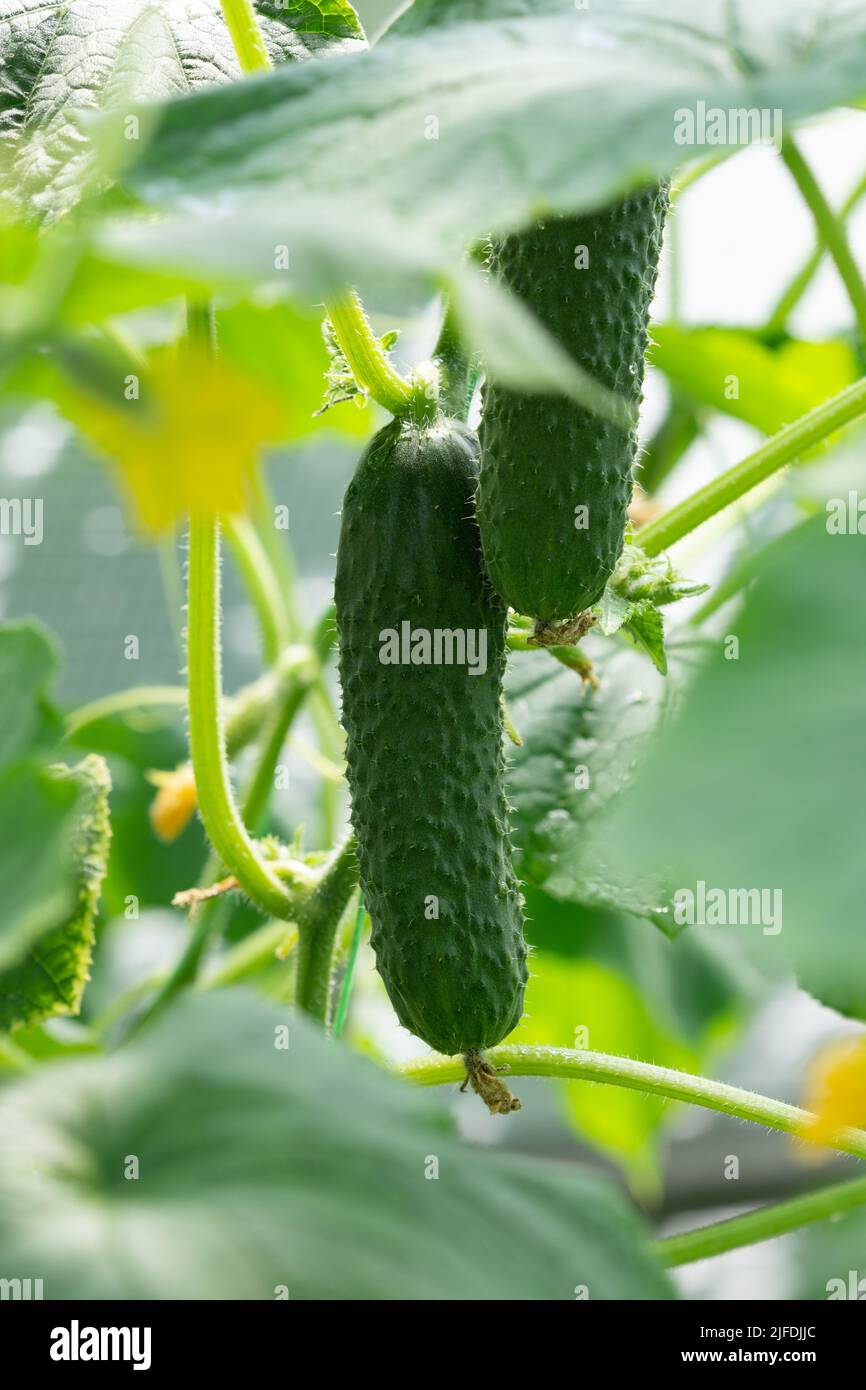 Ripe cucumbers growing on plant in hothouse Stock Photo