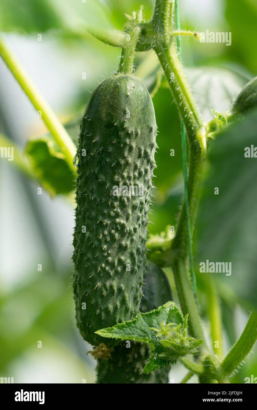 Ripe cucumbers growing on plant in hothouse Stock Photo