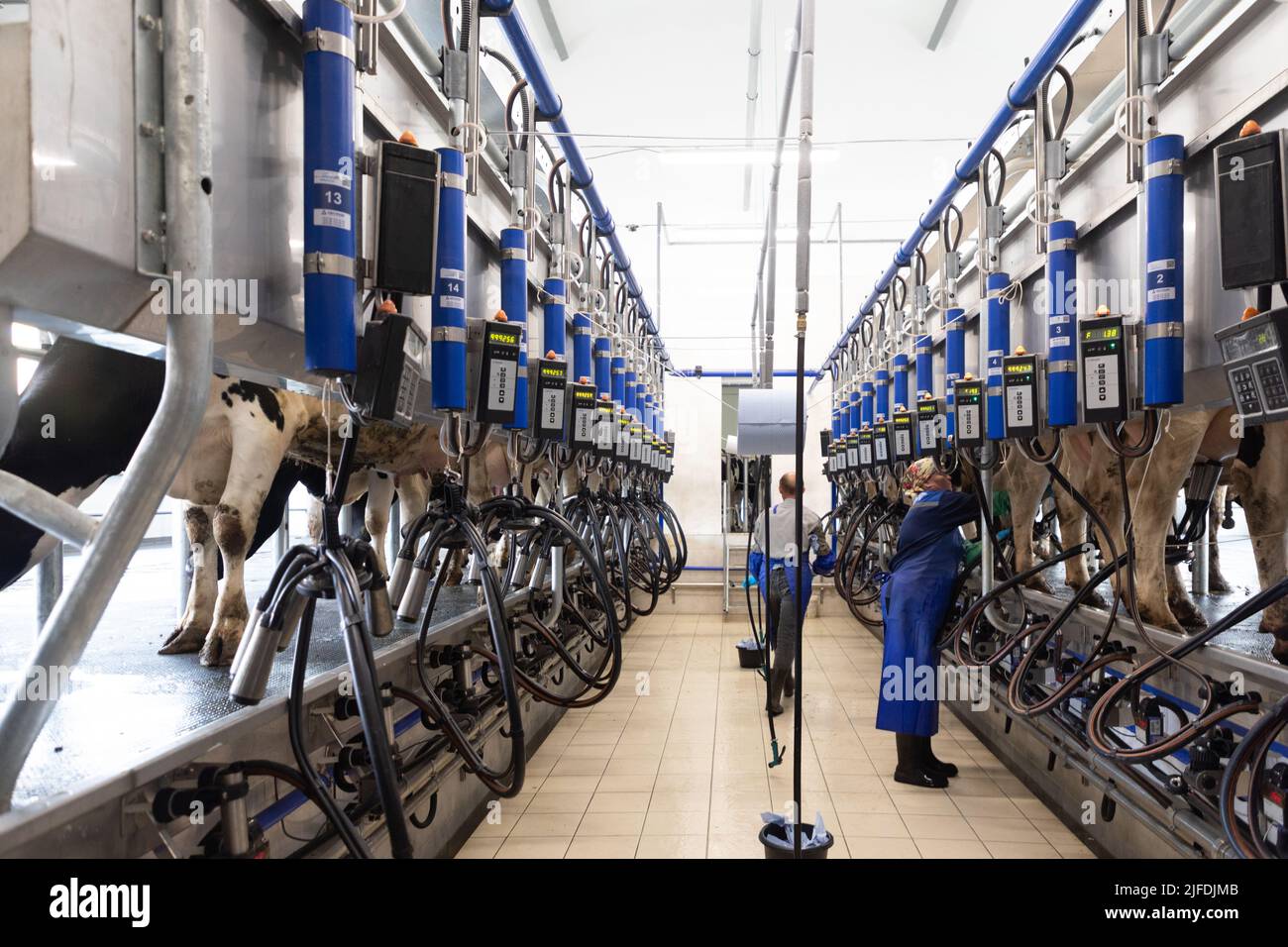 automatic milking parlour, modern cow farm Stock Photo - Alamy