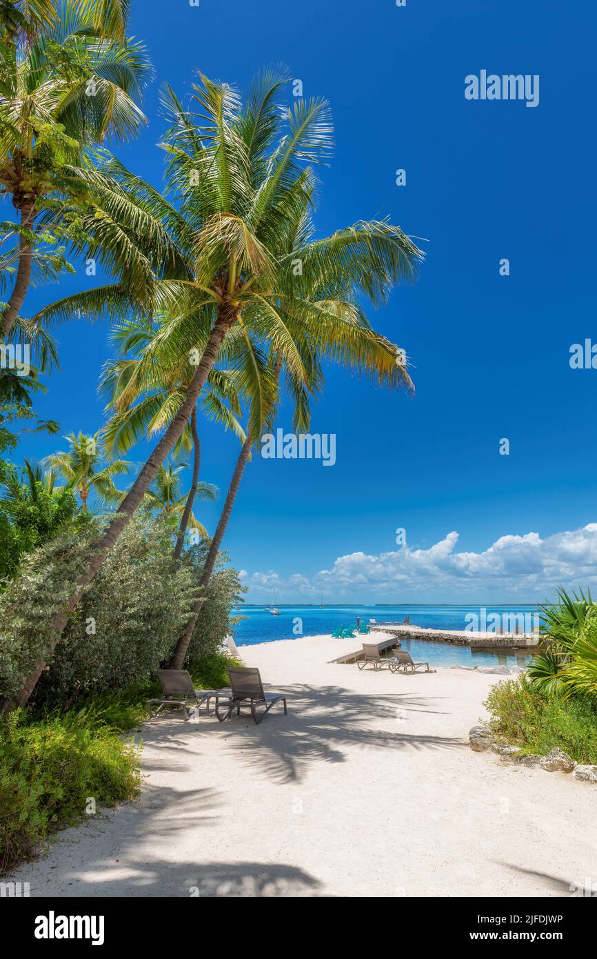 Coconut palm trees in tropical beach in Paradise Caribbean island Stock Photo
