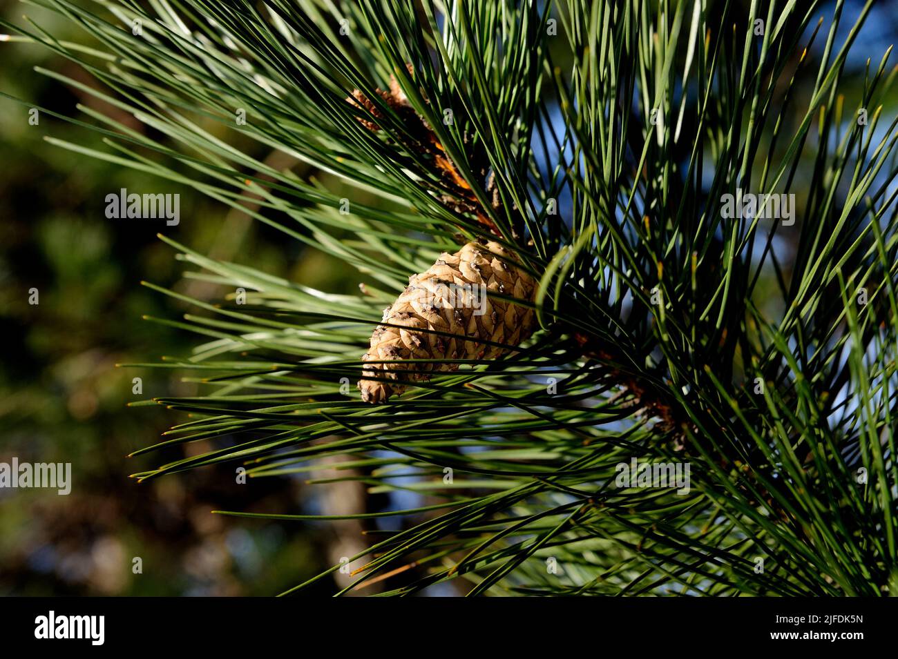 pine, cone, trees, clean air, health, therapy, fragrance,pine, cone