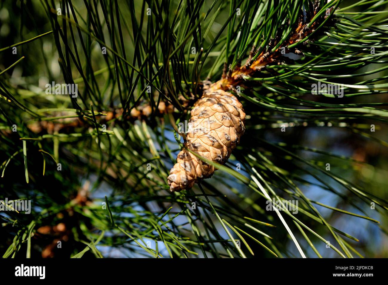 pine, cone, trees, clean air, health, therapy, fragrance,pine, cone