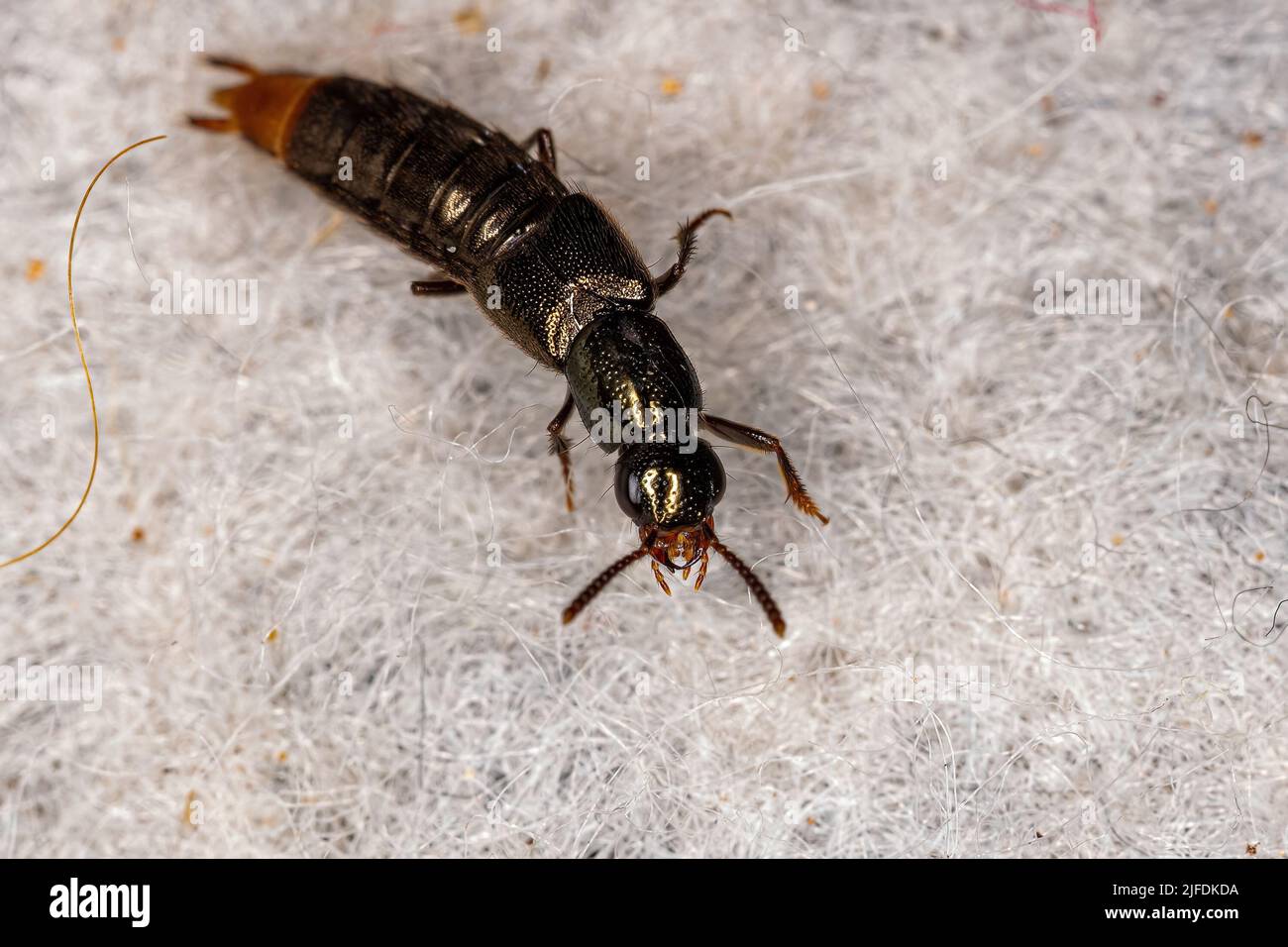 Adult Rove Beetle of the Tribe Staphylinini Stock Photo