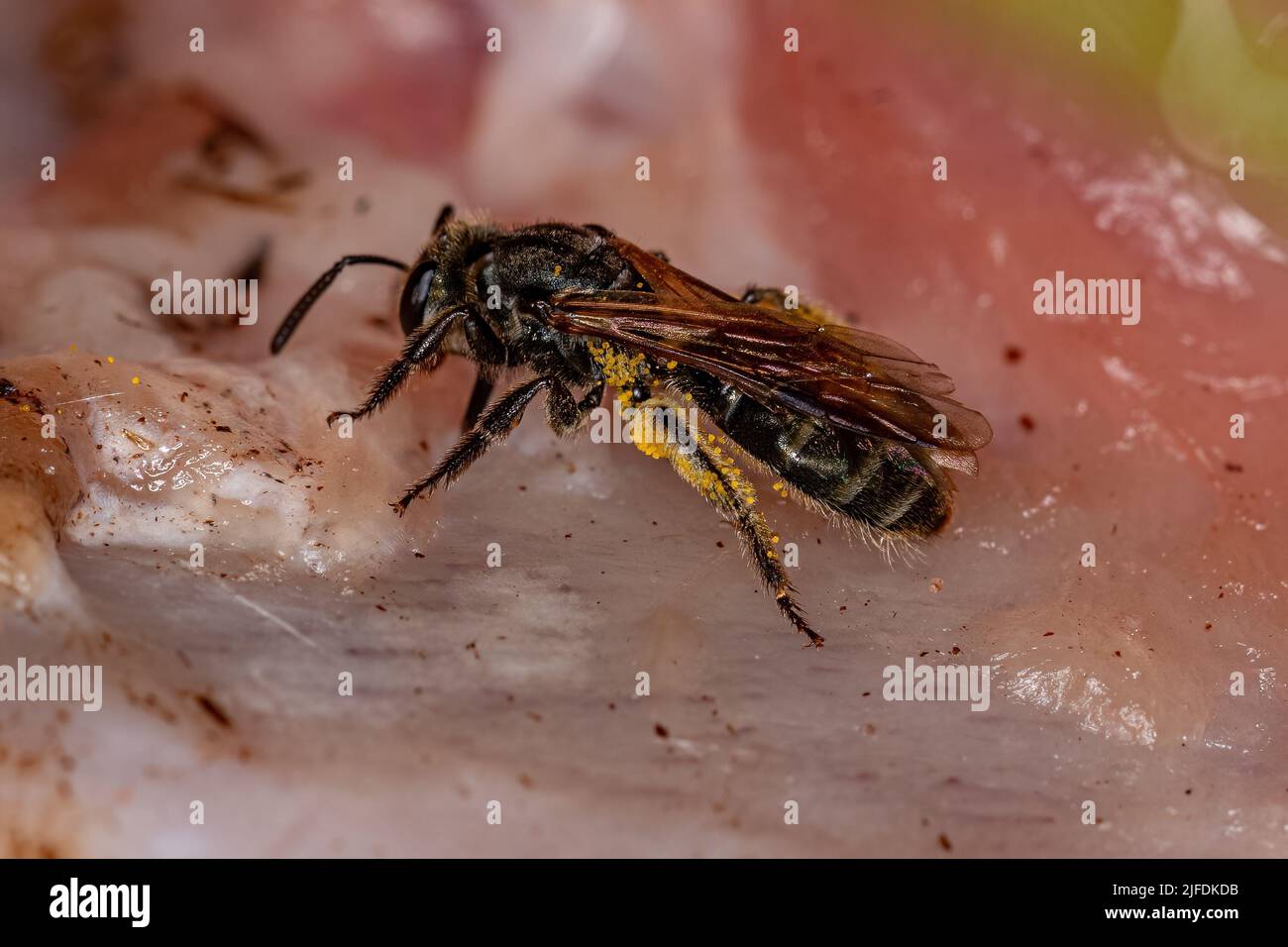 Meat eating bees hires stock photography and images Alamy