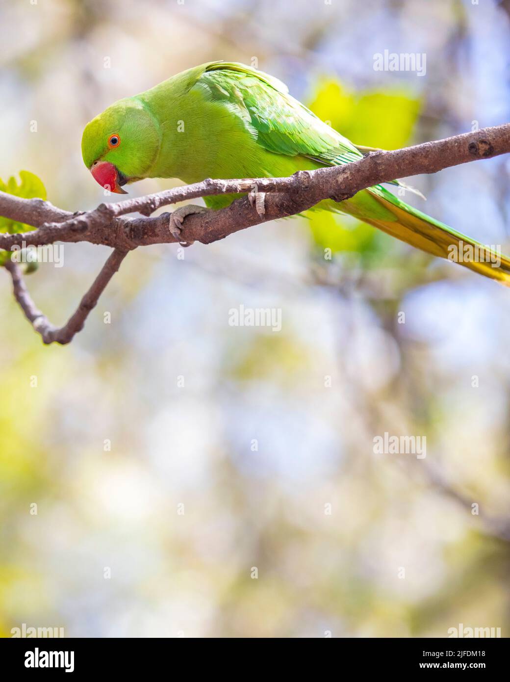 A beautiful green Parakeet in a central London park. Stock Photo