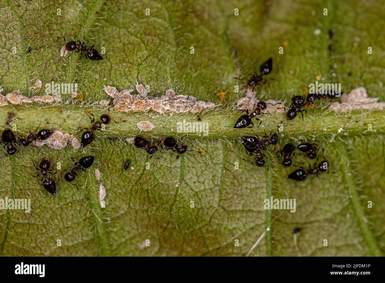 Adult Female Winged Cocktail Ants of the Genus Crematogaster with small ...