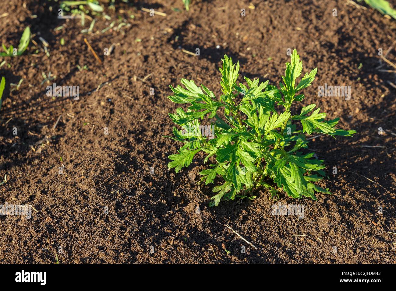 Artemisia Vulgaris Mugwort Common Wormwood Young Green Bush Of