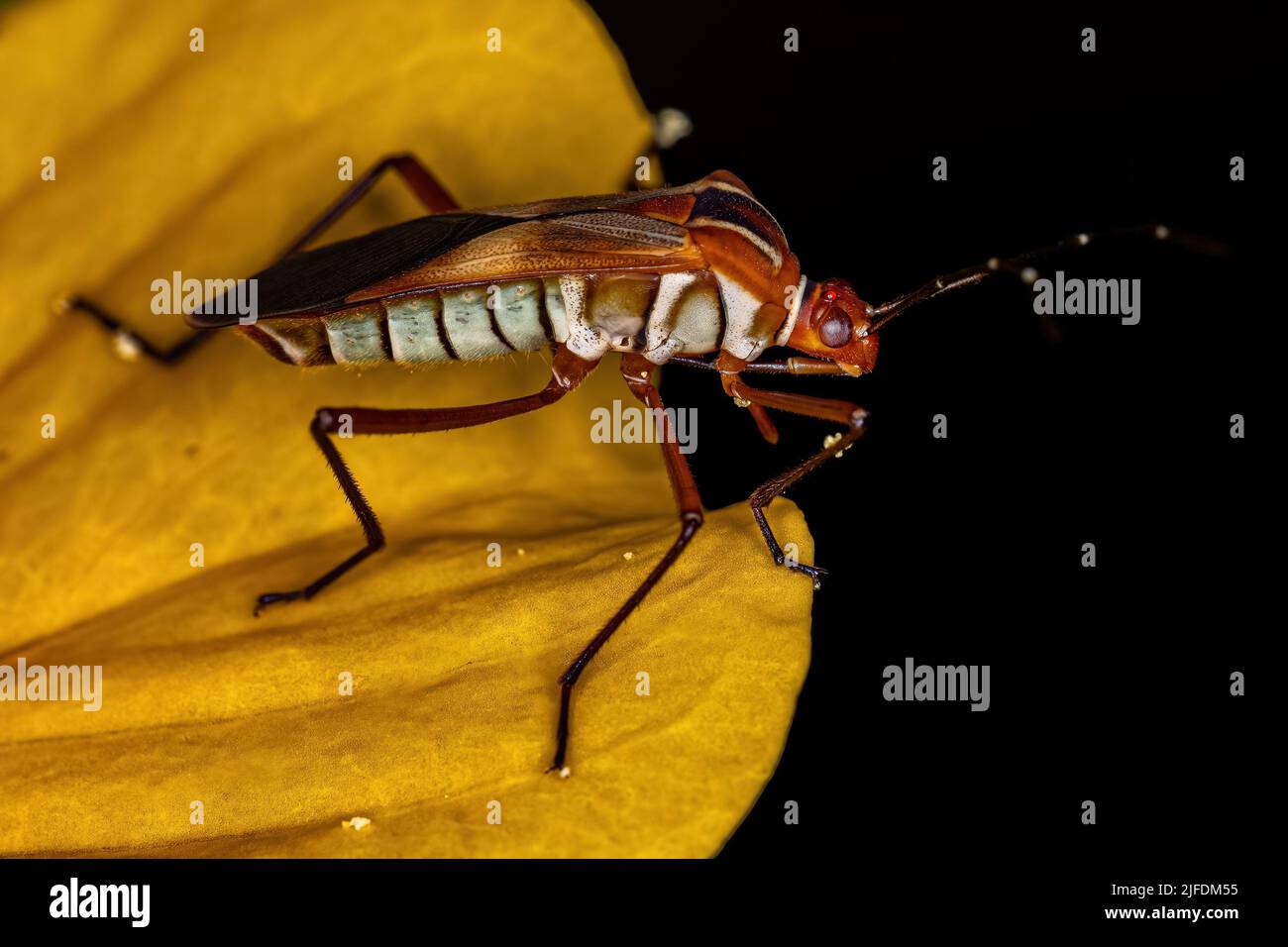 Adult Leaf-footed Bug of the Species Hypselonotus interruptus Stock ...