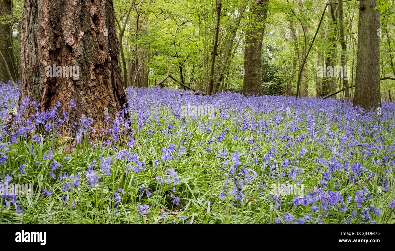 A common bluebell (Hyacinthoides non-scripta) carpet growing under ...