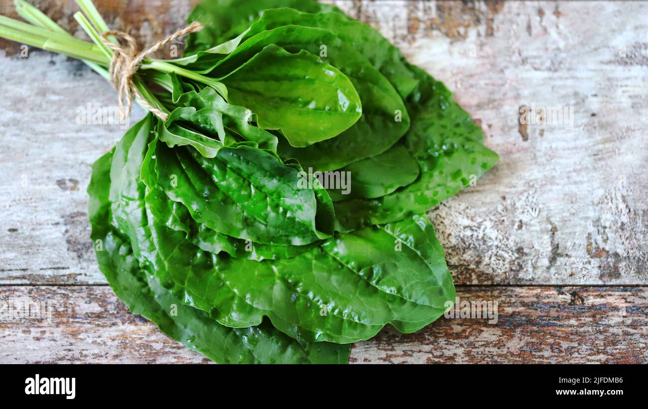 Fresh plantain leaves. Collecting plantain. Healing herbs.Hand holding a leaf of plantain and scissors. Stock Photo