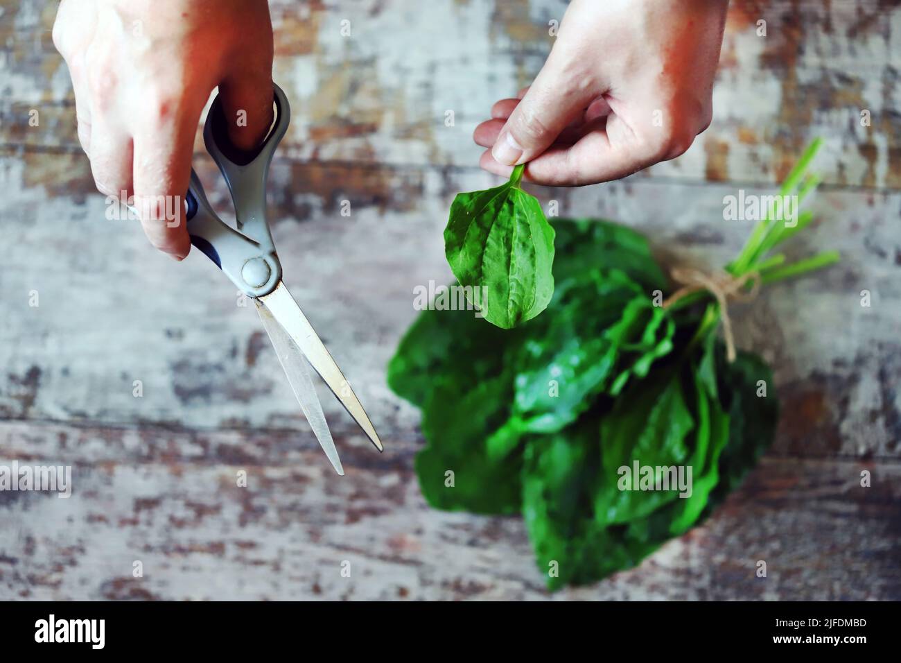 Fresh plantain leaves. Collecting plantain. Healing herbs.Hand holding