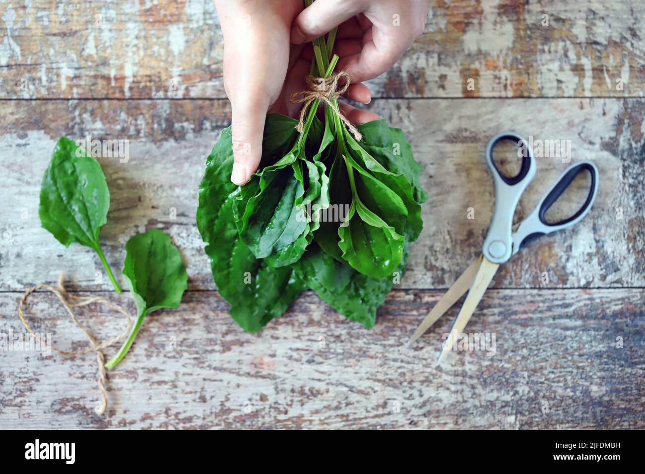 Fresh plantain leaves. Collecting plantain. Healing herbs.Hand holding