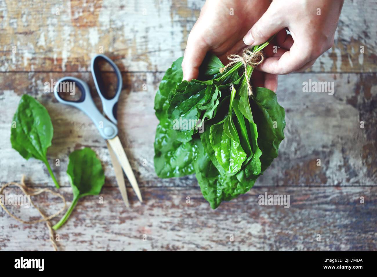 Fresh plantain leaves. Collecting plantain. Healing herbs.Hand holding