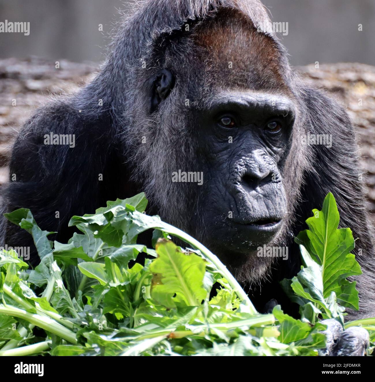 https://c8.alamy.com/comp/2JFDMKR/a-closeup-shot-of-a-giant-black-gorilla-who-is-about-to-eat-green-2JFDMKR.jpg