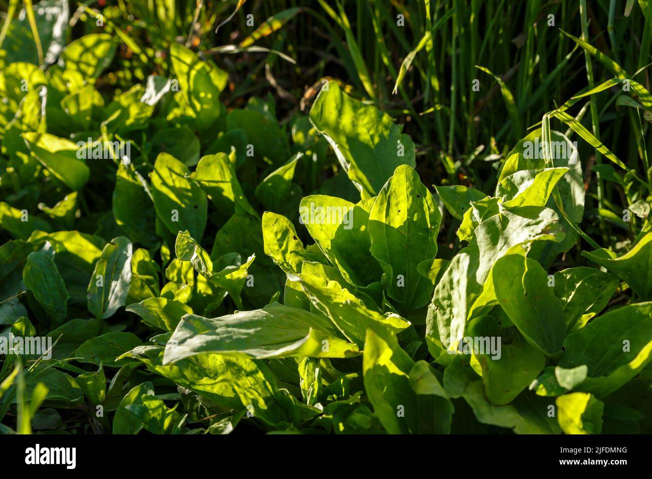 Fresh green leaves of plantain. Broadleaf plantain plant, Plantago major. Green leaves in the sun. Stock Photo