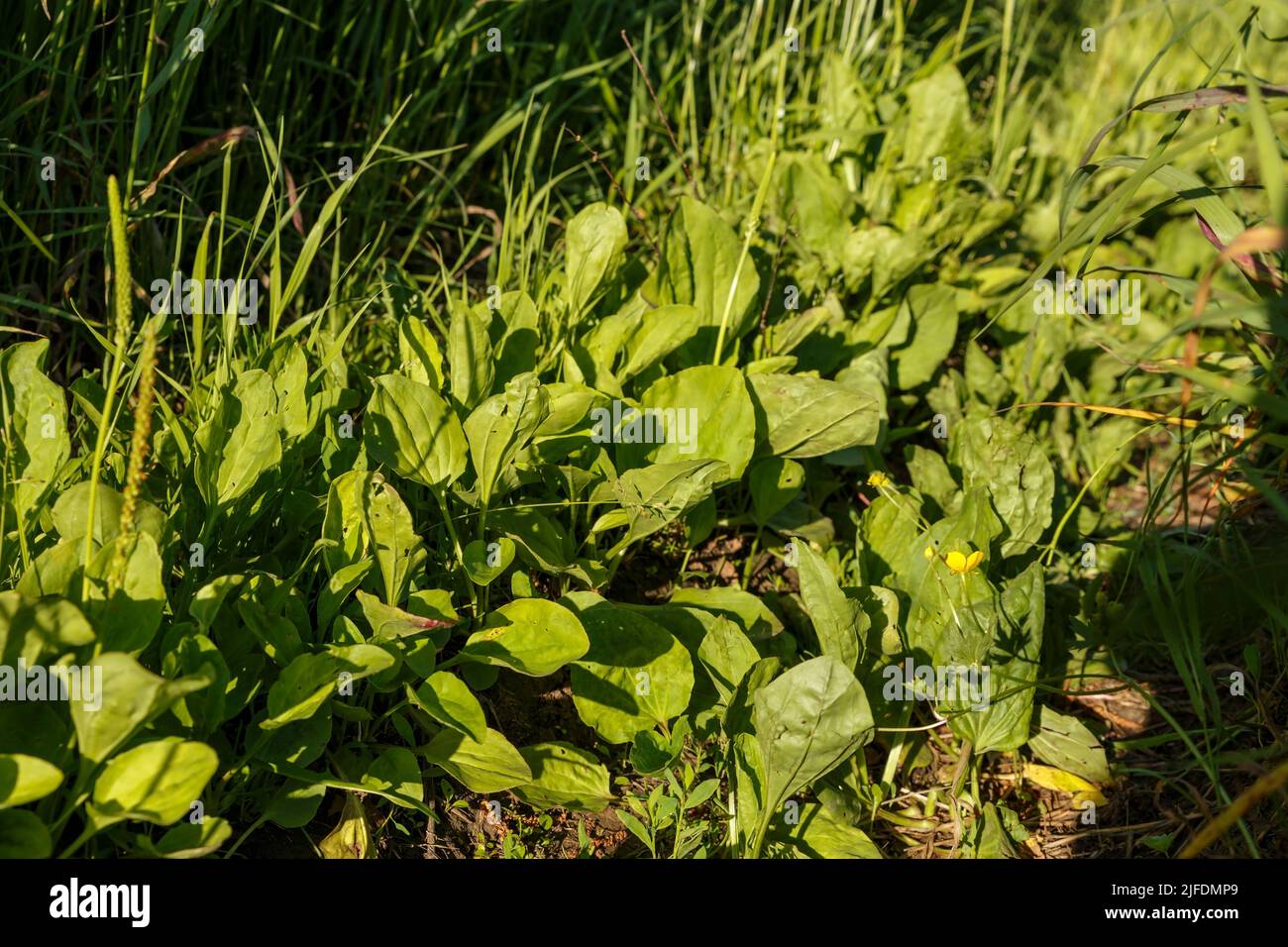 Fresh green leaves of plantain. Broadleaf plantain plant, Plantago major. Stock Photo