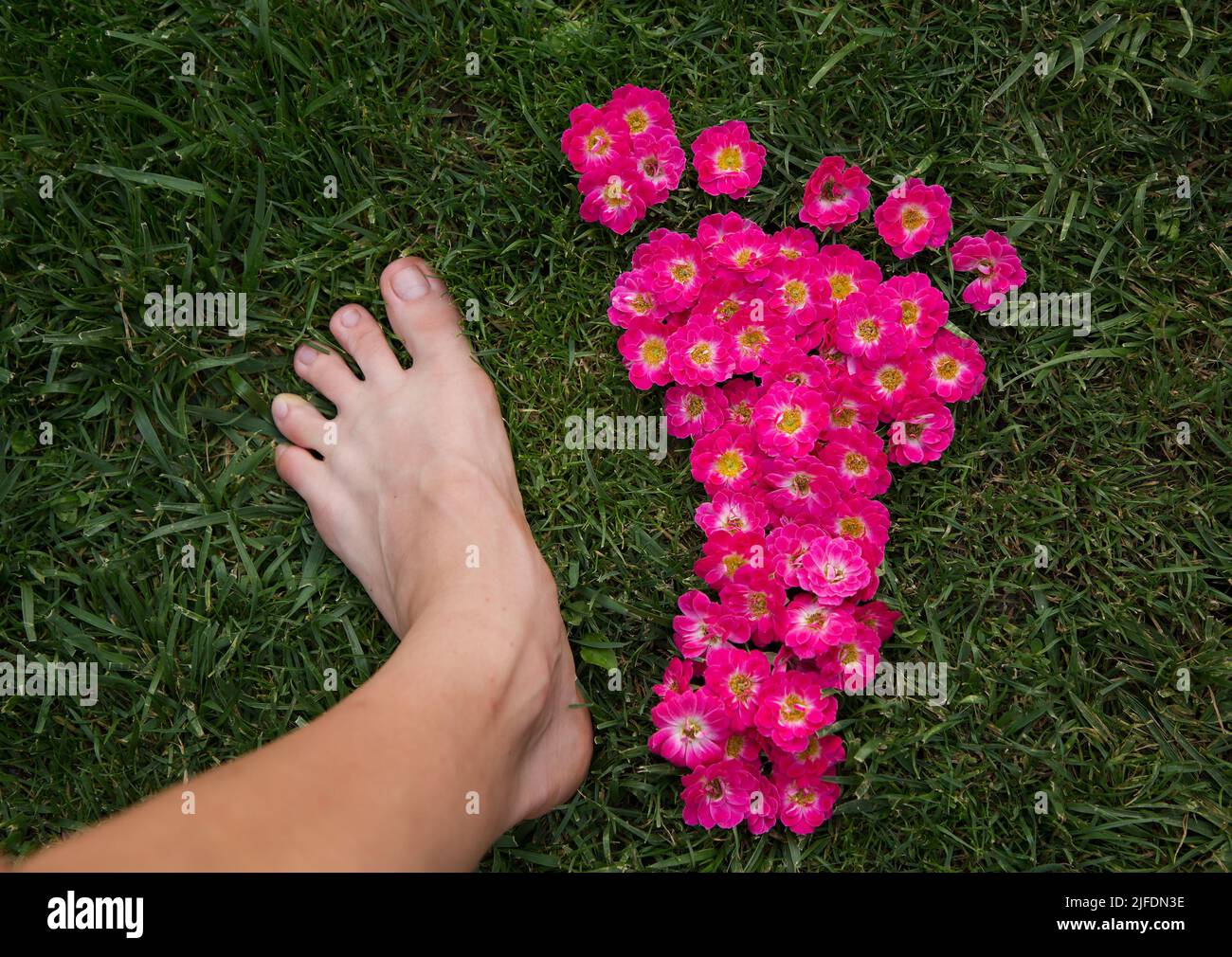 barefoot female foot and footprint made of pink roses on green grass