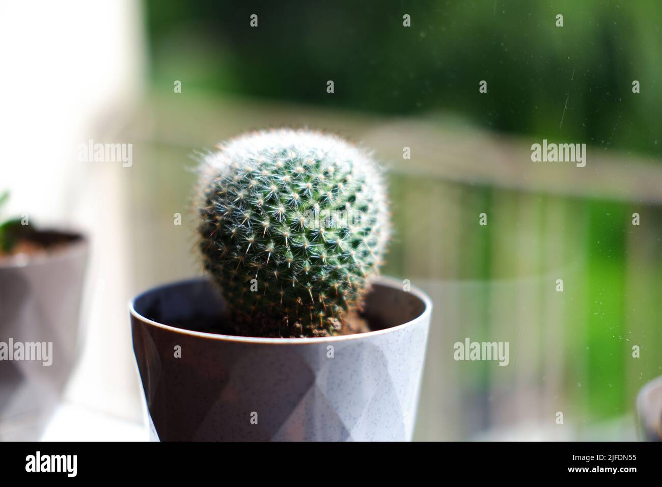 Sphere shaped little cactus in pot near window Stock Photo