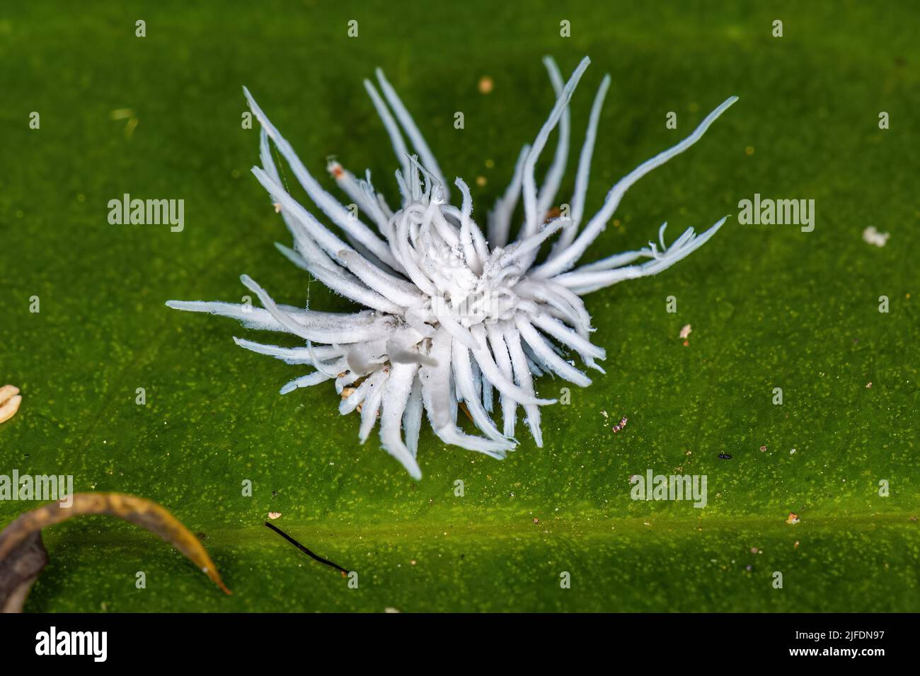 Small Lady Beetle Larvae of the Subfamily Coccidulinae Stock Photo