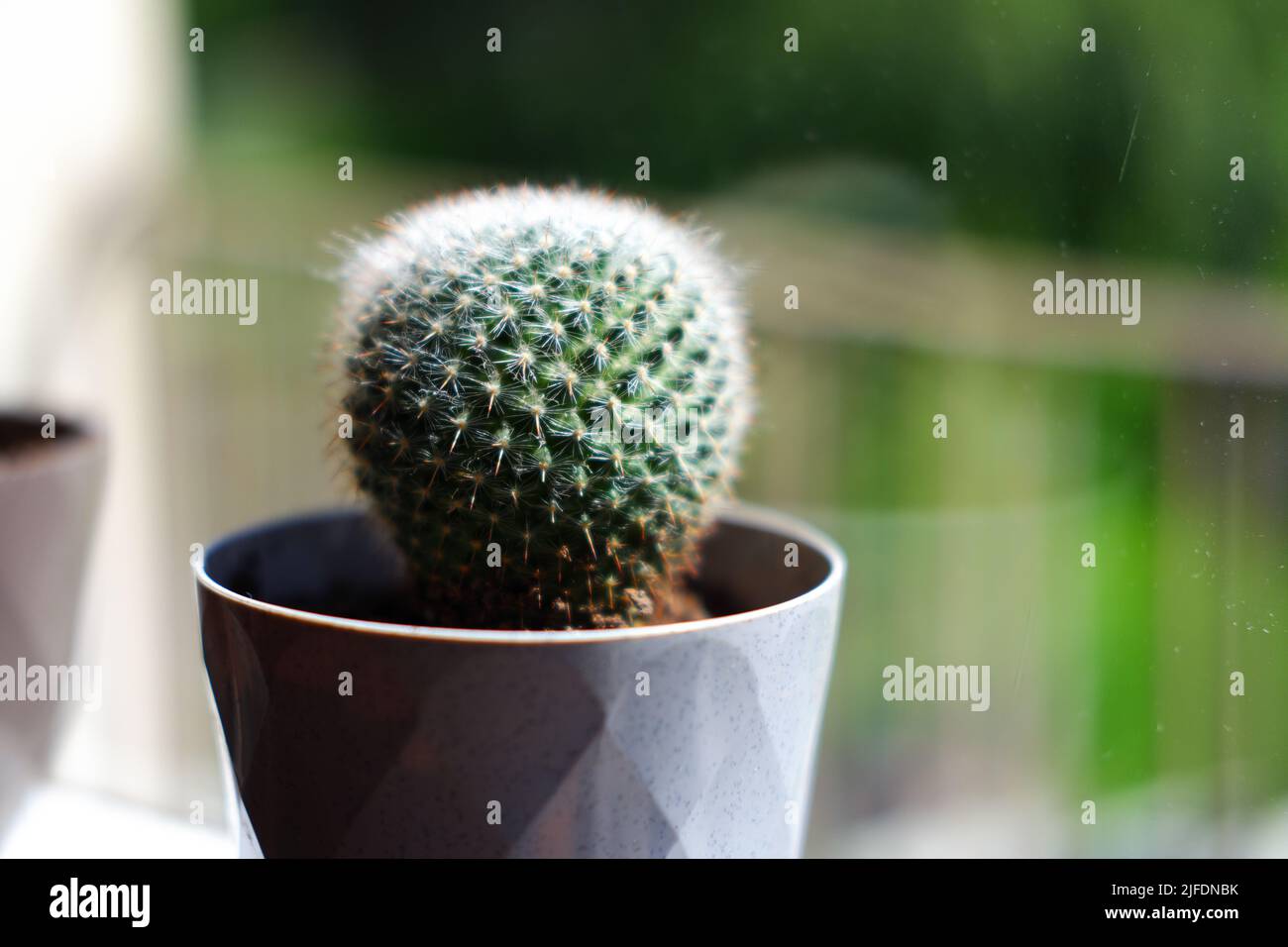 Sphere shaped little cactus in pot near window Stock Photo Alamy