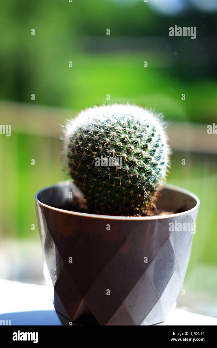 Sphere shaped little cactus in pot near window Stock Photo