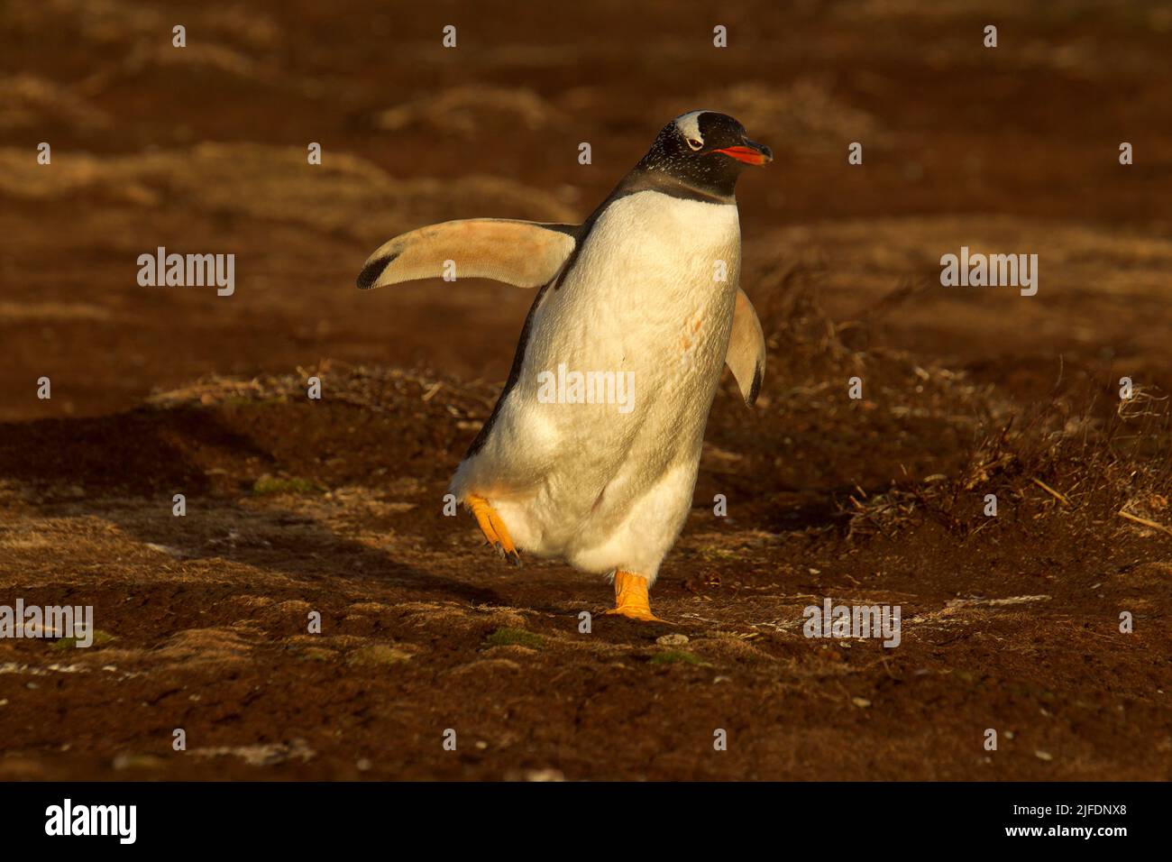 Gentoo penguin on a sunrise march to the sea, Sea Lion Island, Falkland Islands Stock Photo