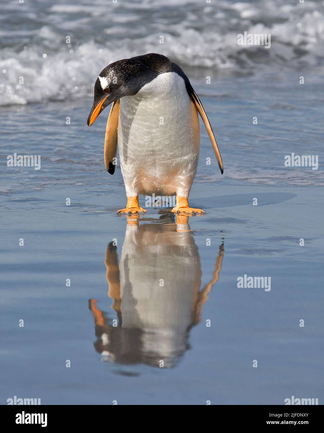Gentoo penguin examines it's own reflection, Sea Lion Island, Falkland Islands Stock Photo