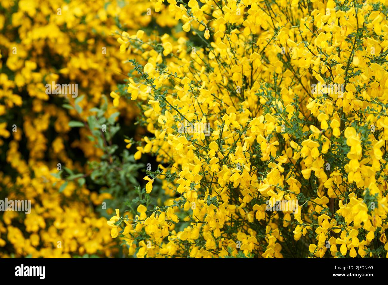 bright yellow broom or ginsestra flower Latin name cytisus scoparius or spachianus close up in spring in Italy blooming an evergreen bush. Stock Photo