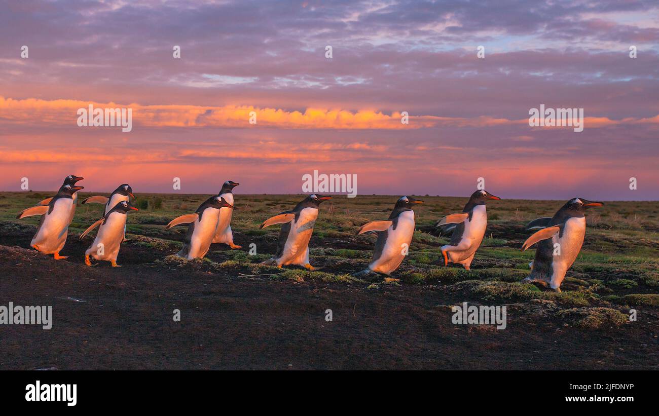 Gentoo penguins on their sunrise march to the sea, Sea Lion Island, Falkland Islands Stock Photo