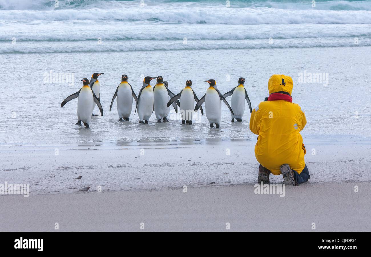 A tourist photographing king Penguins at Volunteer Point, Falkland Islands Stock Photo