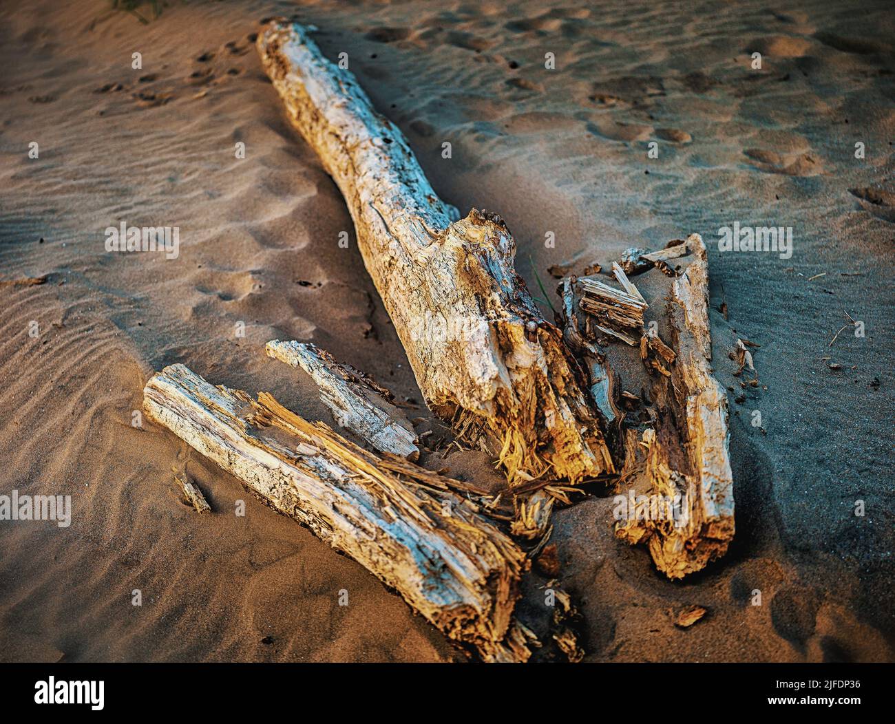 Driftwood on Ayr beach at sunset Stock Photo