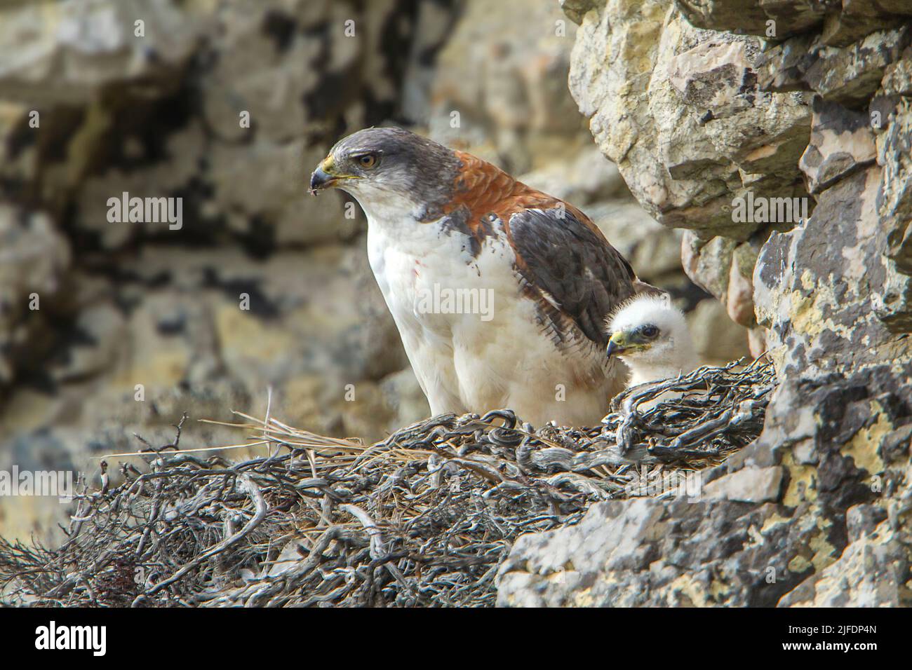 Red-backed Hawk (Buteo polyosoma), adult female with chick, Pebble Island, Falkland Islands Stock Photo