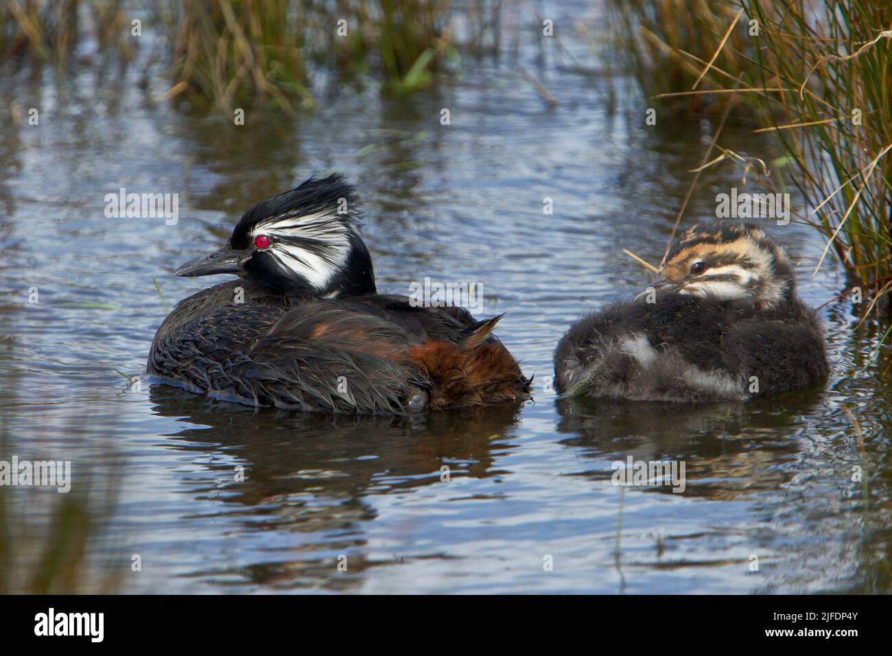 White-tufted Grebe adult with chick, Pebble Island, Falkland Islands Stock Photo