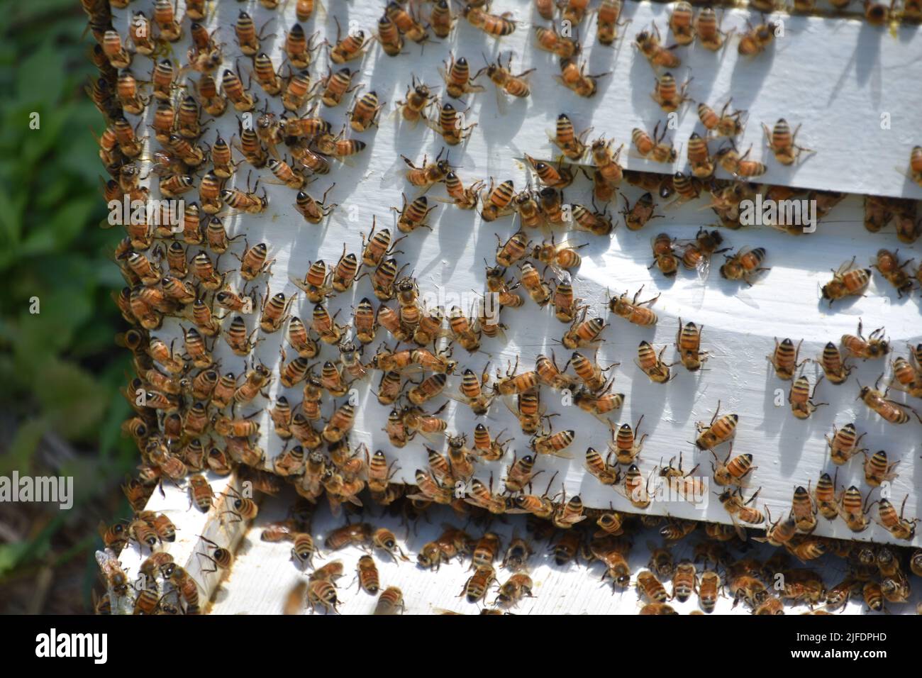 Swarm honey bees clinging hi-res stock photography and images - Alamy
