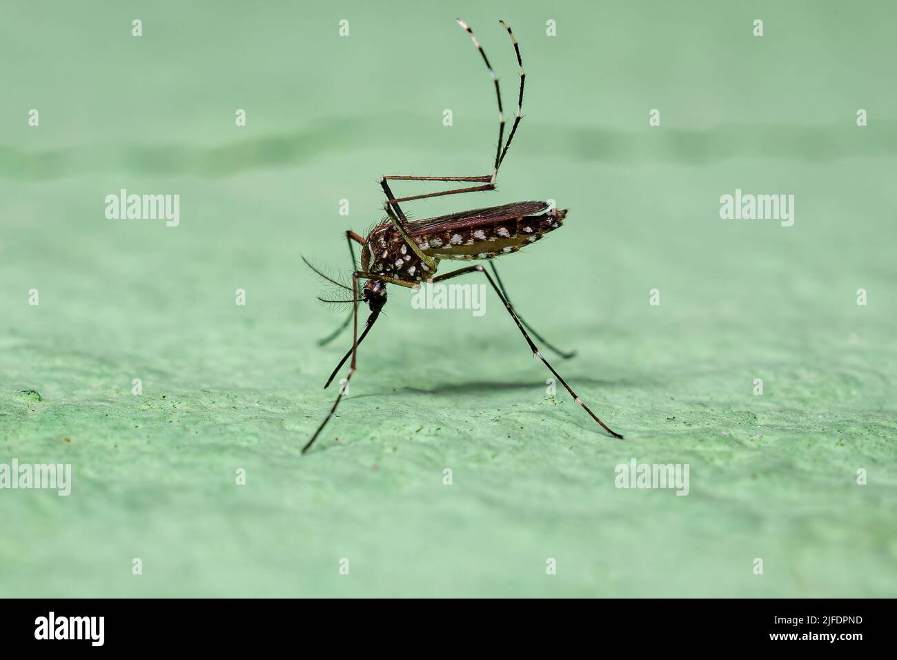 Adult Female Yellow Fever Mosquito of the species Aedes aegypti Stock Photo