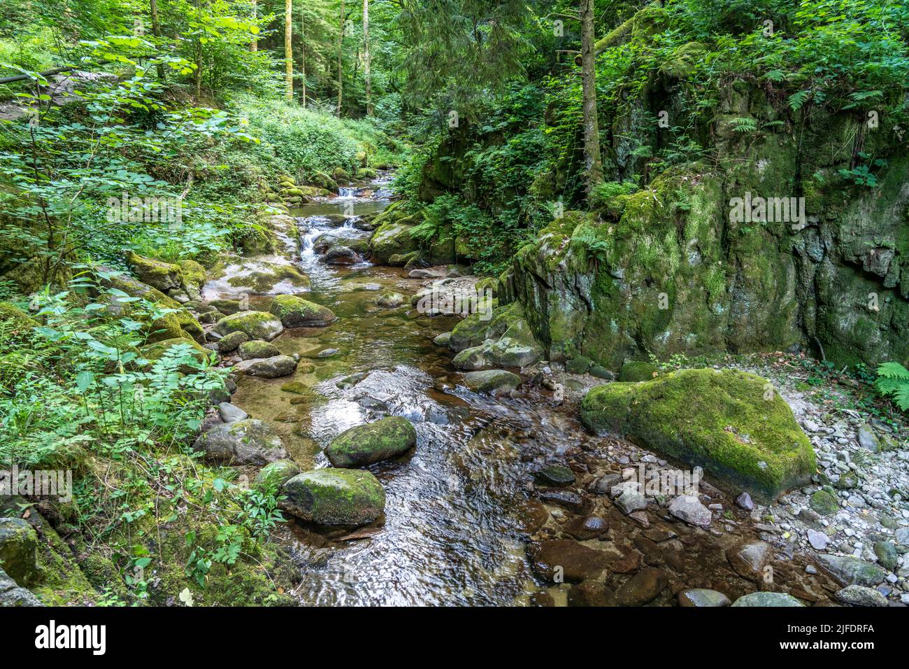 Im Bachtal des Grobbach am Geroldsauer Wasserfall-Rundweg,  Geroldsau, Baden-Baden, Baden-Württemberg, Deutschland |  Grobbach stream valley near the Stock Photo