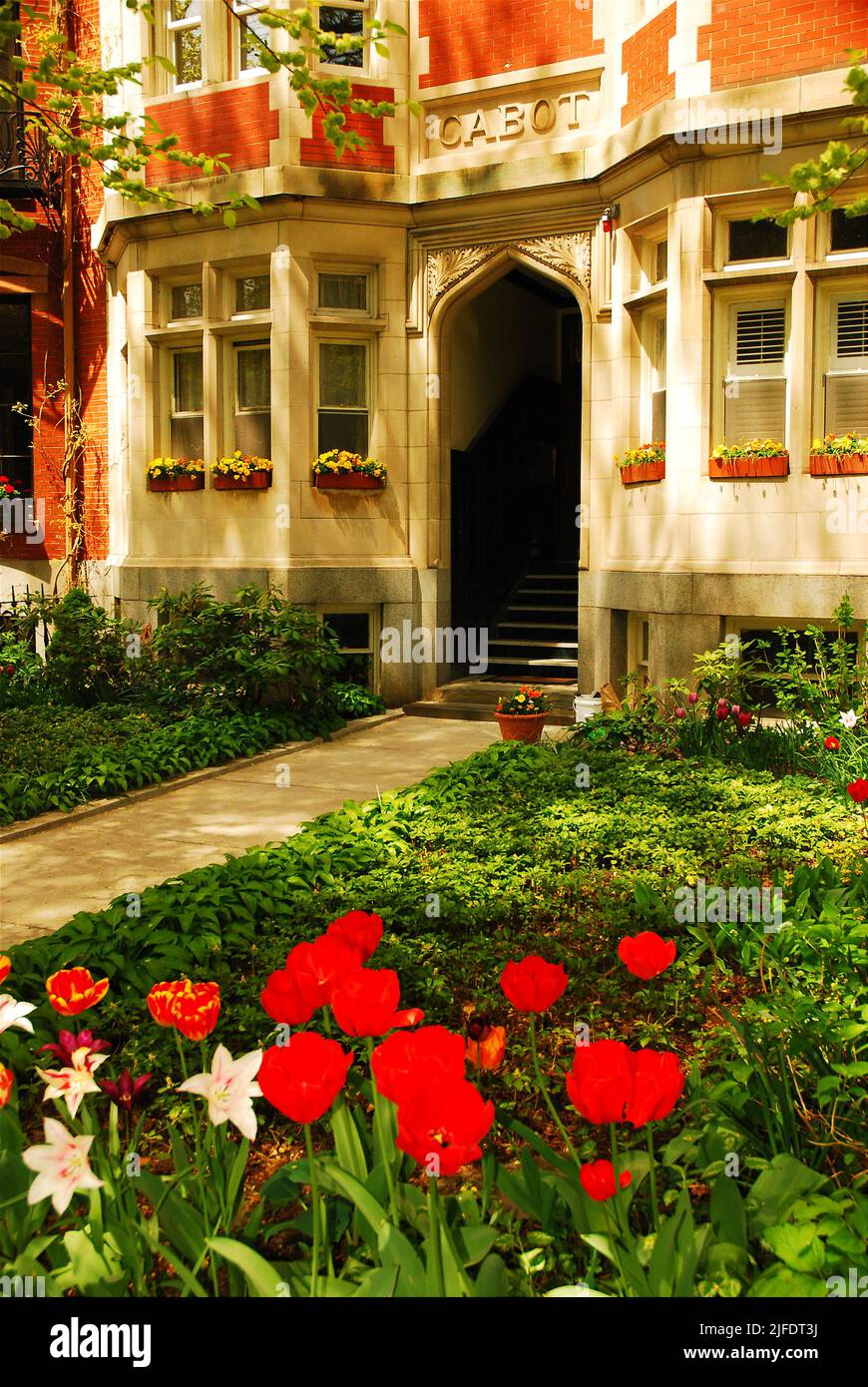 A spring tulip flower garden blooms in spring in front of a historic row house in the affluent Beacon Hill neighborhood of Boston Stock Photo