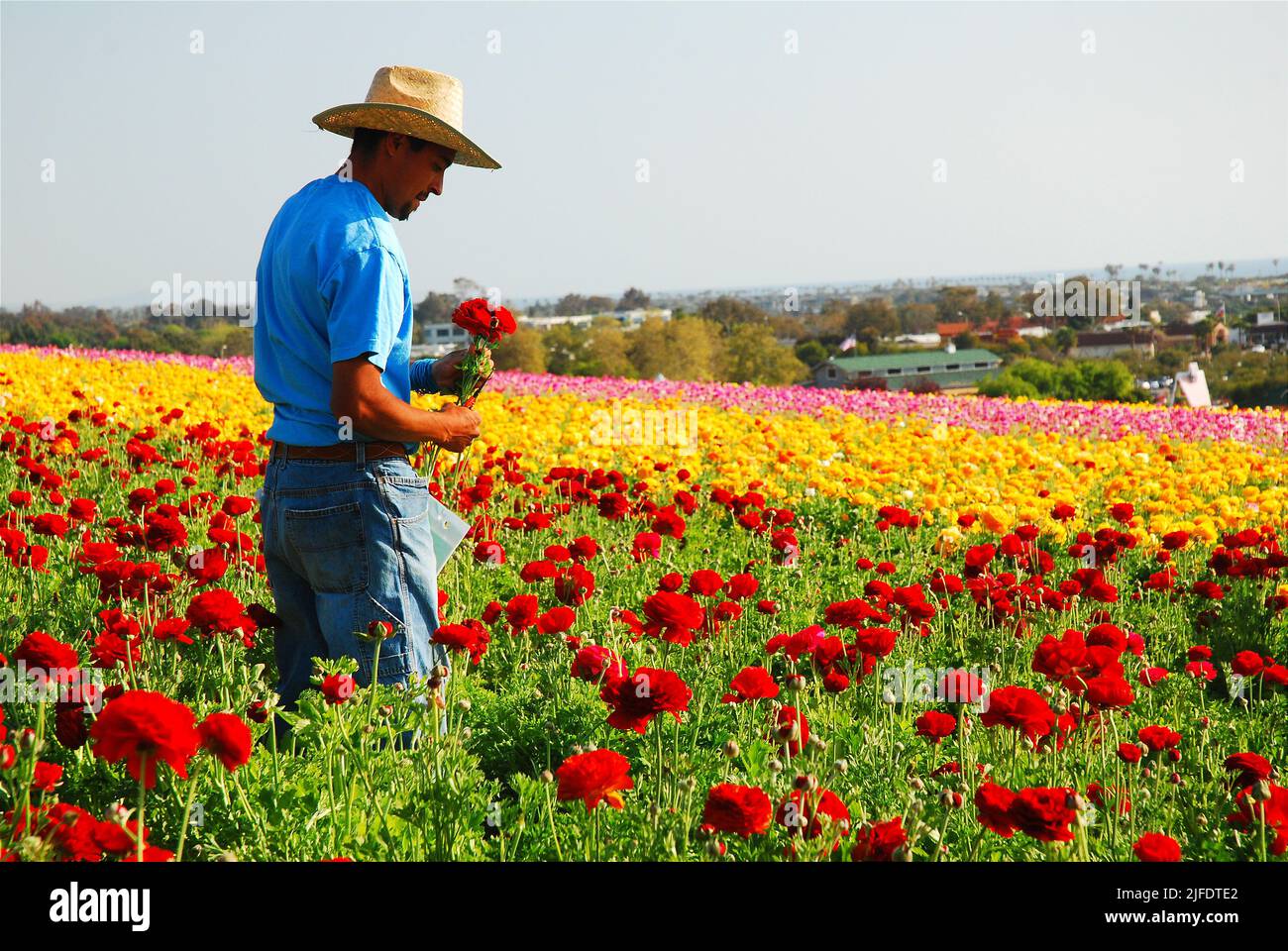 An adult man works in the flower fields of Carlsbad, California, near San Diego, picking giant tecolote ranuculus flowers for his agriculture job Stock Photo