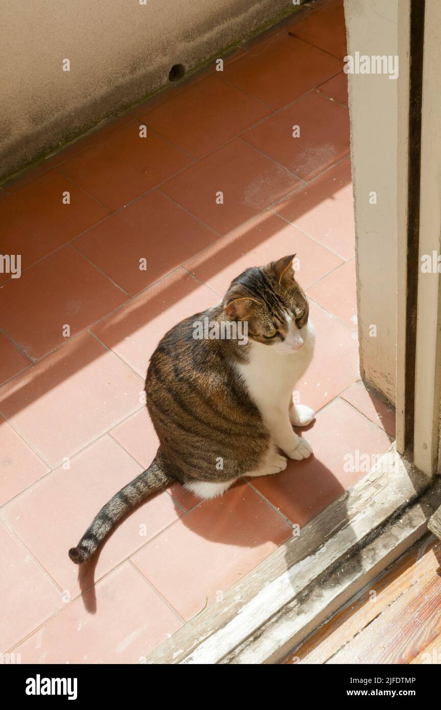 Tabby and white cat sitting sunbathing Stock Photo - Alamy