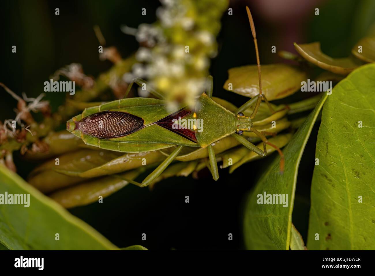 Adult Leaf-footed Bug of the Tribe Discogastrini Stock Photo - Alamy