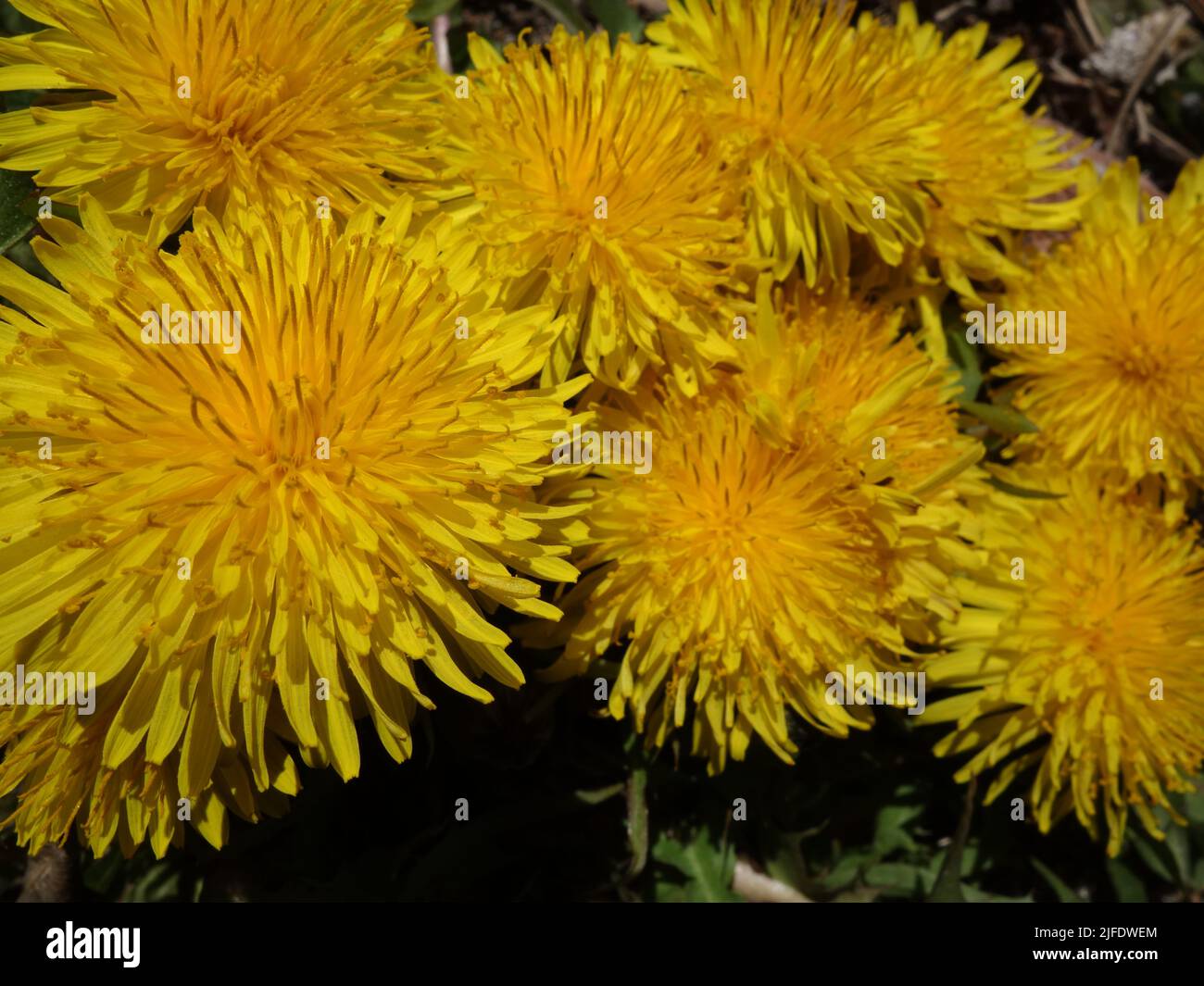 Close-up of a group of bright yellow Dandelion flowers, Taraxacum officinale. Stock Photo