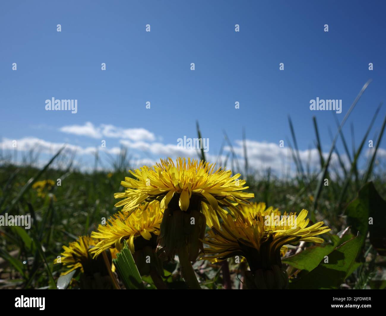 Summer's Dandelion in the lush grassy hillside, and the blue sky. Stock Photo