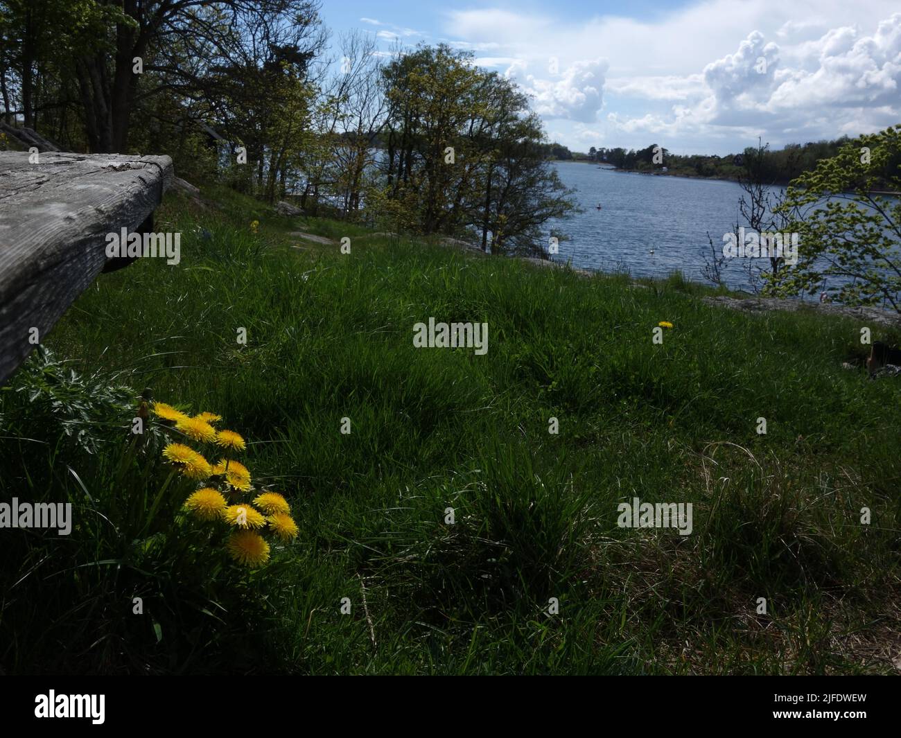 The dandelion peeks out from an old bench and extends over the green fresh grass. The island of Kollen can be seen on the other side of Larkollsundet. Stock Photo