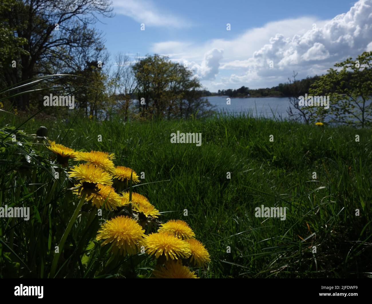 A bouquet of dandelions extending, with its long stems, up towards the sun, in that grassy hillside. Stock Photo