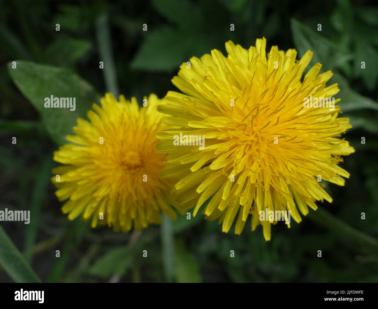 Two dandelions, Taraxacum officinale, standing close together. Dandelion symbolizes hope, healing and growth. Stock Photo