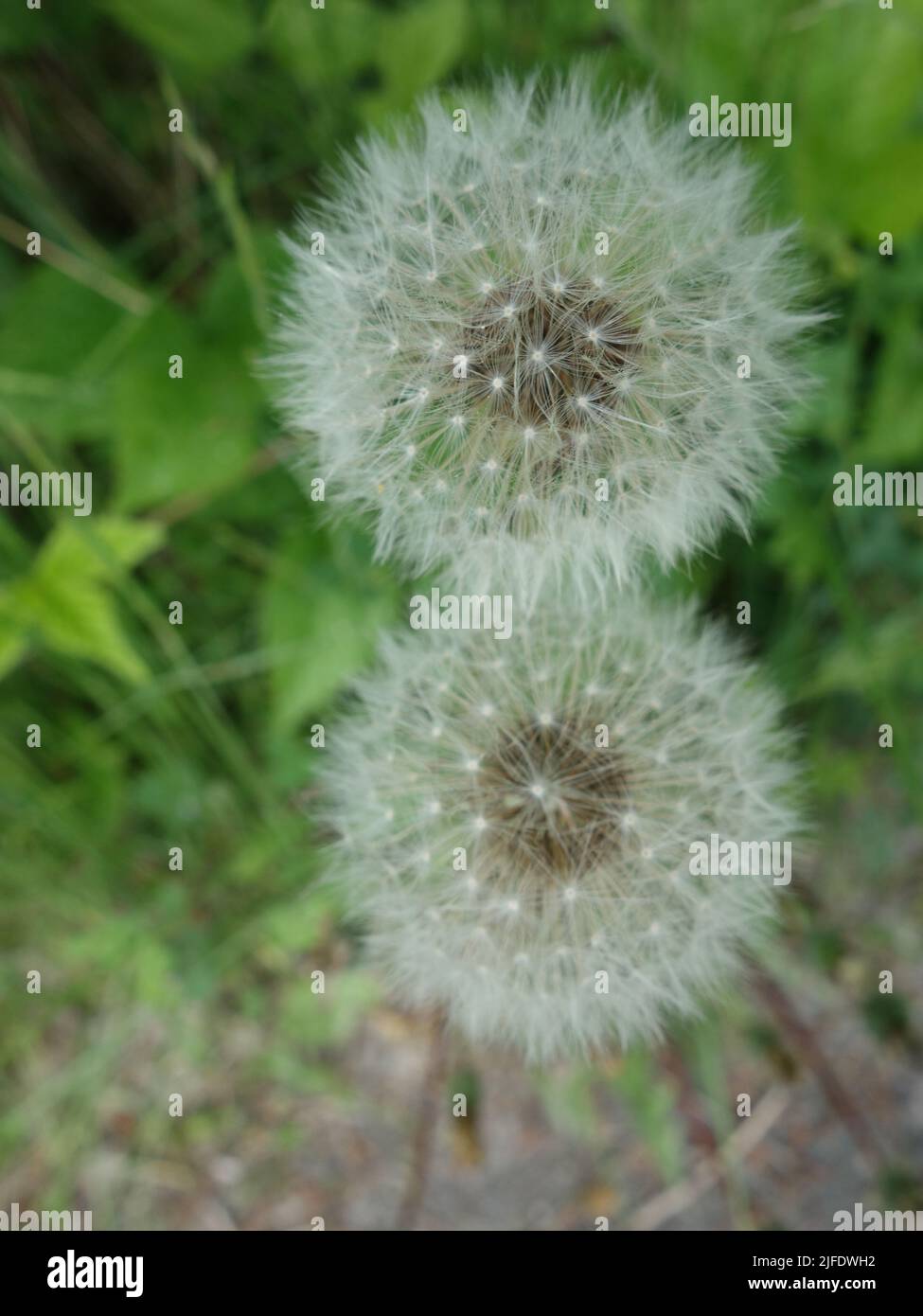 Close-up of two ripe dandelion flowers, children's best summer entertainment from mother nature. ;) Stock Photo
