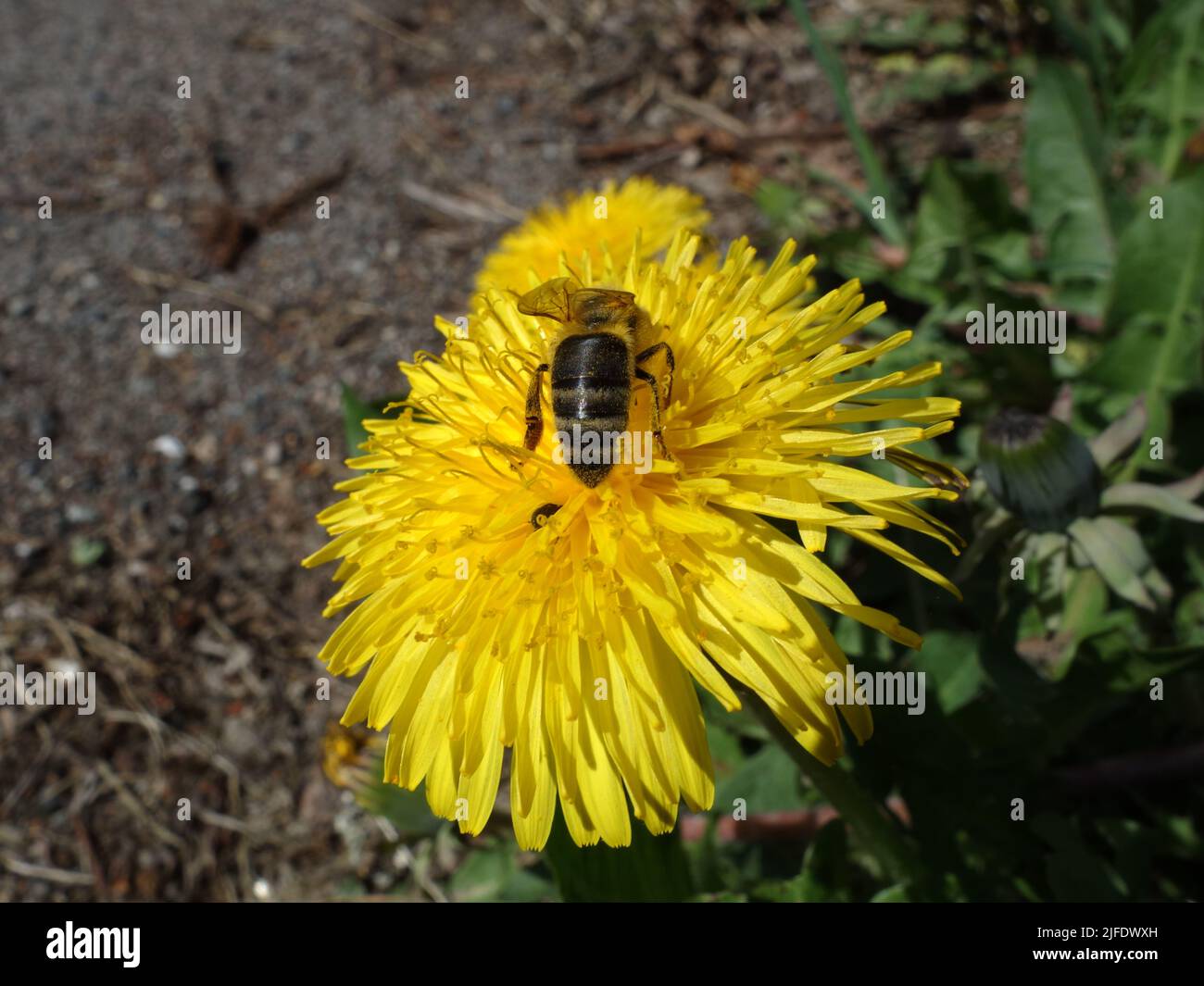 Honeybee or Melittidae that collects nectar in the middle of the Dandelion flower. Stock Photo