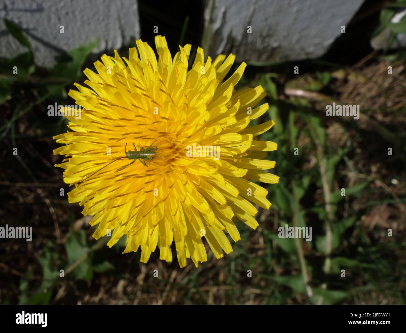 A small grasshopper that takes a rest in the yellow flower, Dandelion. Stock Photo