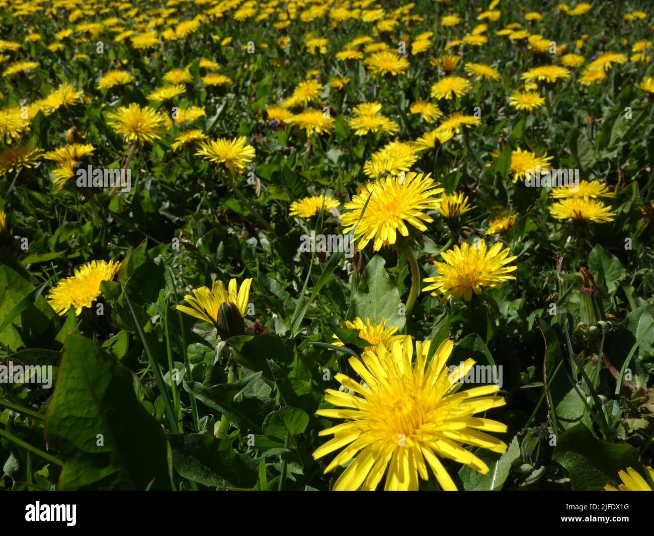 A meadow with dandelions, where you can dream away from the hustle and bustle. Stock Photo